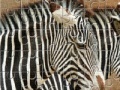Igra Zebra Jigsaw