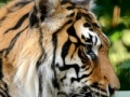 Igra Sumatran Tiger Jigsaw