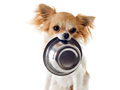 Igra Cutie Dogs: Coloring For Kids