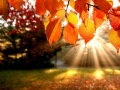 Igra Jigsaw Puzzle: Autumn