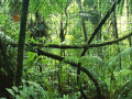 Igra Jigsaw puzzle: Rainforest