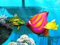 Igra Big Fish Eat Small Fish