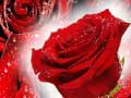 Igra Red Roses