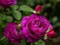 Igra Purple Roses