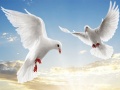 Igra Flying Birds