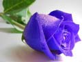 Igra Blue Roses