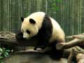 Igra Pandas Puzzle