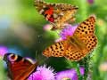 Igra Butterfly Slide