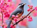 Igra Lovable Birds