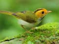 Igra Birds Slide
