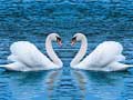 Igra Swans Slide