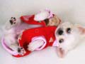 Igra Lovely Puppy Slide