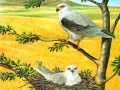 Igra Birds Of Prey Puzzle