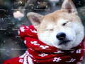 Igra Winter Pets Puzzle
