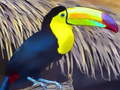 Igra Toucan Bird Jigsaw