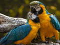 Igra Parrot Jigsaw